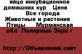 яйцо инкубационное домашних кур › Цена ­ 25 - Все города Животные и растения » Птицы   . Мурманская обл.,Полярные Зори г.